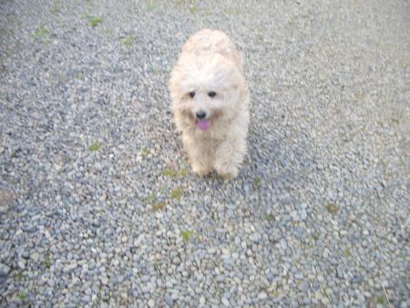 Ma chienne