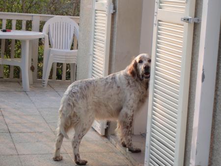 Mon chien