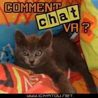 chat