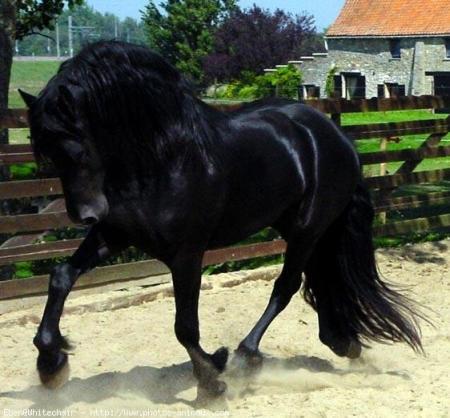 cheval